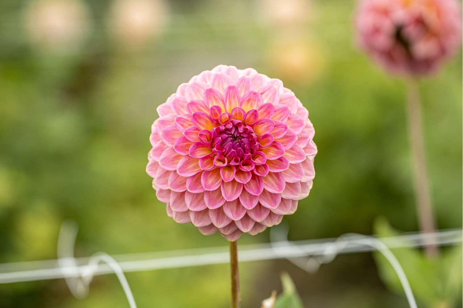 Dahlie 'Pink Suffusion'